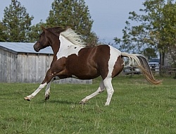 Paints Paint Free Running