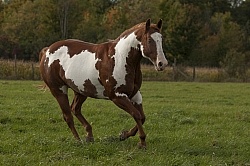 Paints Paint Free Running