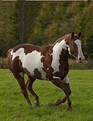 Paints Paint Free Running