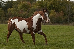 Paints Paint Free Running