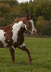 Paints Paint Free Running