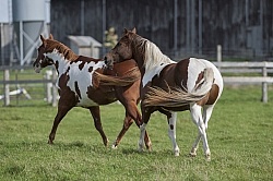 Paints Paint Free Running