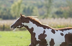 Paints Paint Free Running