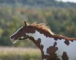 Paints Paint Free Running