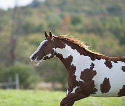 Paints Paint Free Running