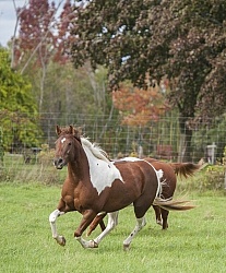 Paints Paint Free Running