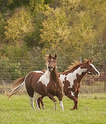 Paints Paint Free Running