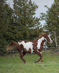 Paints Paint Free Running