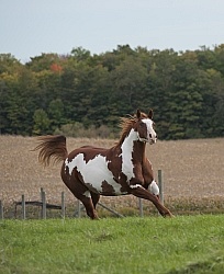 Paints Paint Free Running