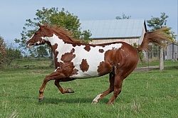 Paints Paint Free Running