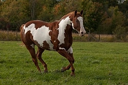 Paints Paint Free Running