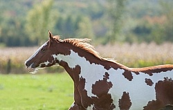 Paints Paint Free Running