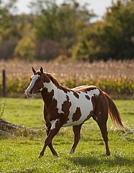 Paints Paint Free Running