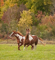 Paints Paint Free Running