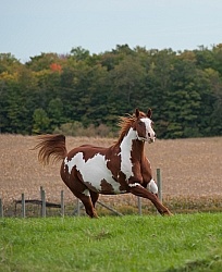 Paints Paint Free Running