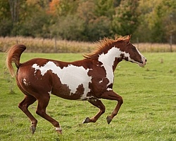 Paints Paint Free Running