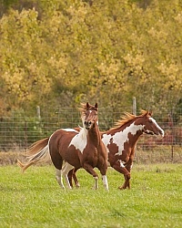 Paints Paint Free Running