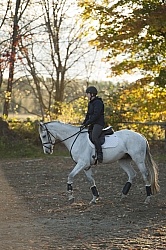 Dressage Serpentine