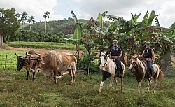 On the Trail at Finca la Guabina