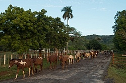 Finca La Guabina