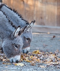 Miniature Donkey