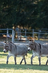 Miniature Donkey