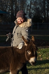 Miniature Donkey
