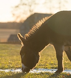 Miniature Donkey