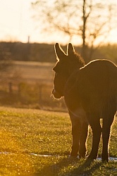 Miniature Donkey