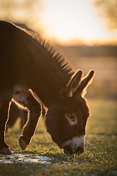 Miniature Donkey