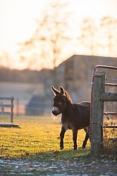 Miniature Donkey
