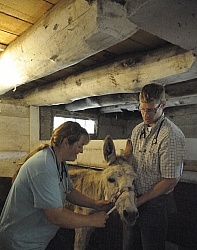 Vet Visit Vet Treating Donkey