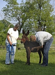 Donkey Sanctuary Vet Treating Donkey