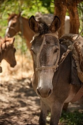 Crossing The Andes Mule