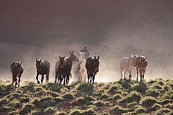 Crossing The Andes Mule
