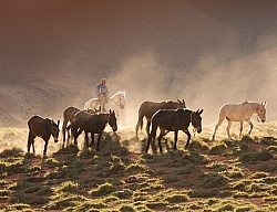 Crossing The Andes Mule
