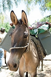 Crossing The Andes Mule