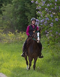 Rocky Mountain Horse on the Trail,Bonnie View Farms 