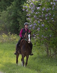 Rocky Mountain Horse on the Trail,Bonnie View Farms 
