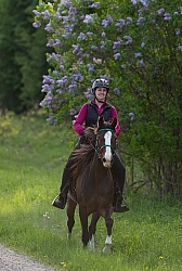 Rocky Mountain Horse on the Trail,Bonnie View Farms Miss Bonnie  