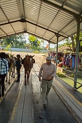 The Ride to Xunantunich with Hanna Stables