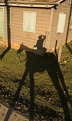 Riding Through Town with Hanna Stables