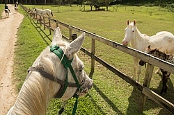 On the Trails with Hanna Stables