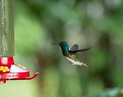 Mountain Equestrian Trails