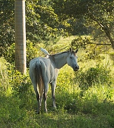 Mountain Equestrian Trails