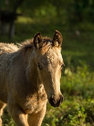 Mountain Equestrian Trails