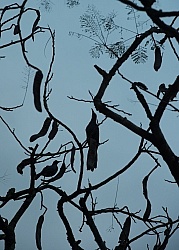 Hanna Stables Nabitunich