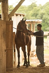 Hanna Stables Nabitunich
