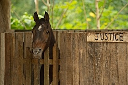Hanna Stables Nabitunich