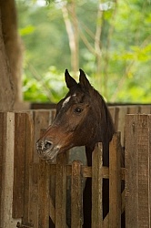 Hanna Stables Nabitunich